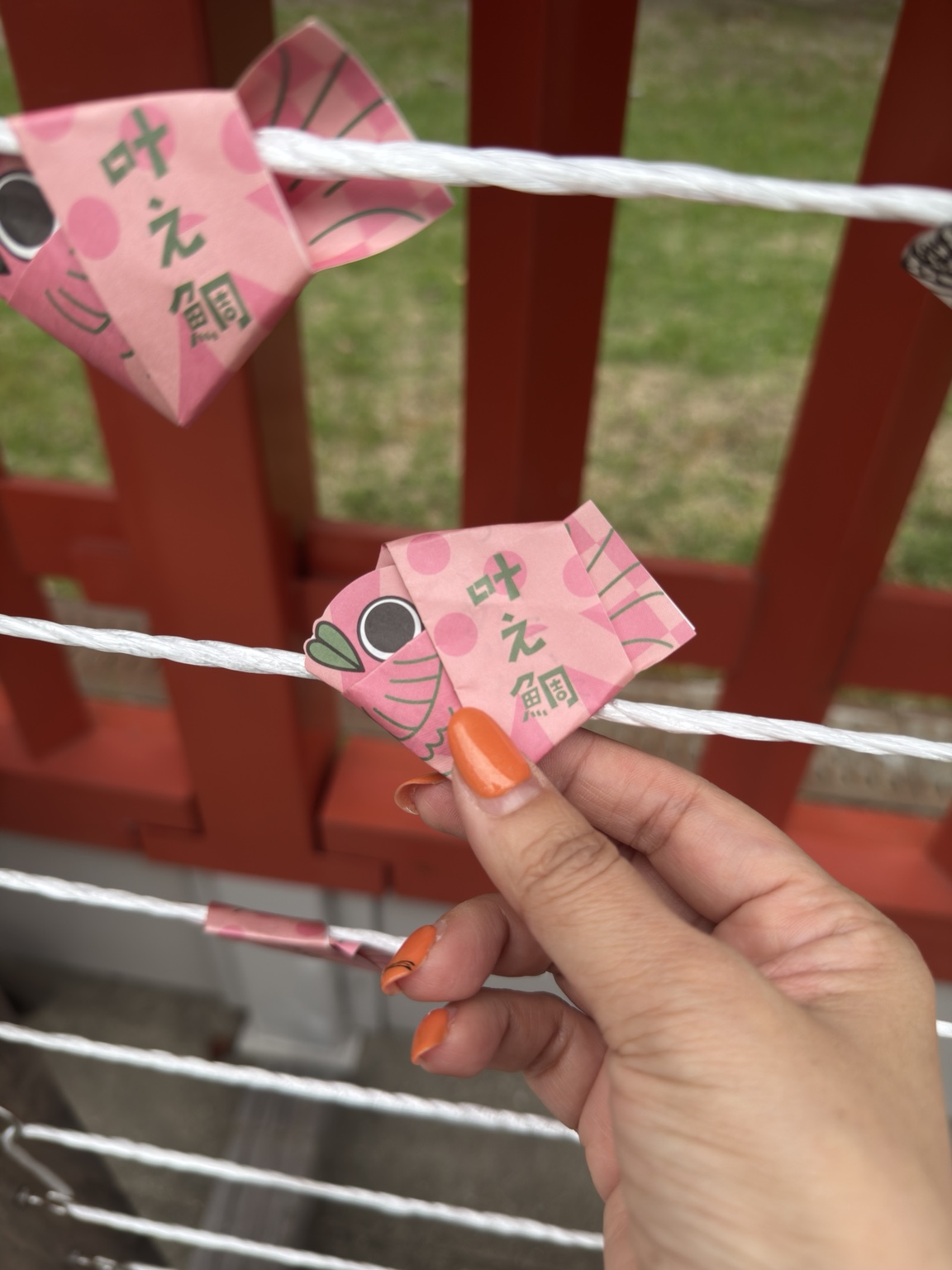 願いを込めて結んだ、ピンクの叶え鯛
